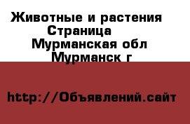  Животные и растения - Страница 10 . Мурманская обл.,Мурманск г.